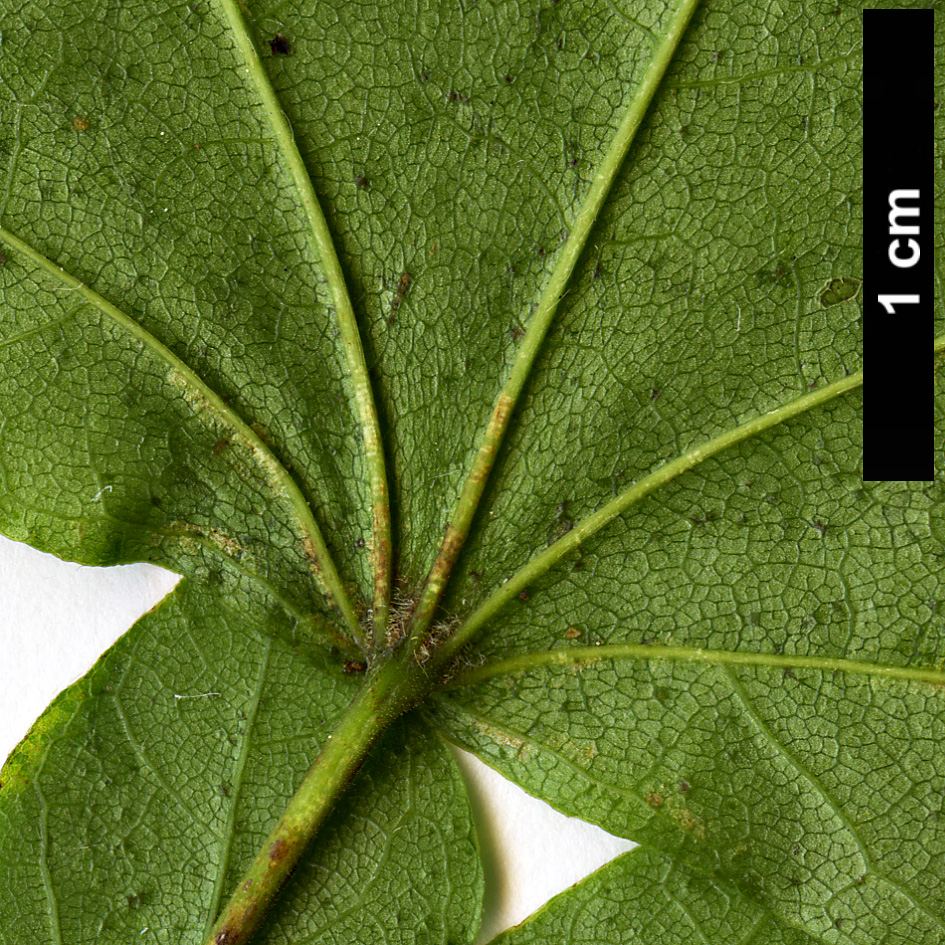 High resolution image: Family: Sapindaceae - Genus: Acer - Taxon: 'Minorient' - SpeciesSub: (A.campestre × A.cappadocicum)
